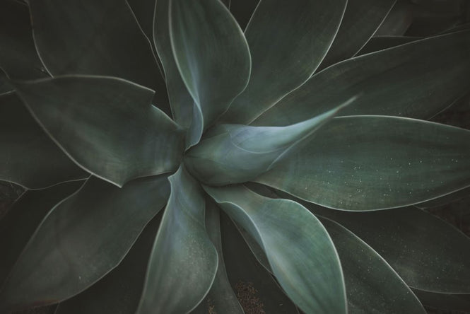 PHOTOWALL / Macro Agave (e313681)
