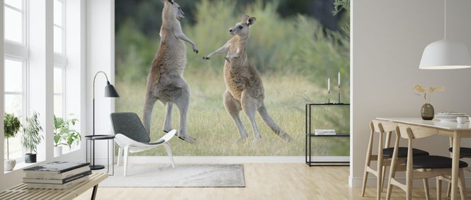 PHOTOWALL / Eastern Grey Kangaroo (e314480)
