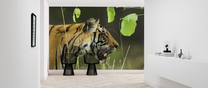 PHOTOWALL / Male Bengal Tiger (e314423)