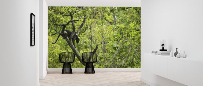 PHOTOWALL / Black Panther in Tree (e314536)