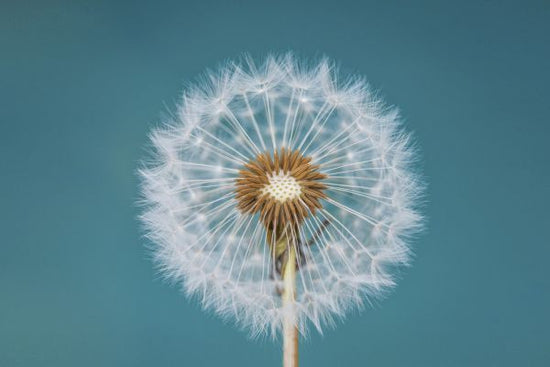PHOTOWALL / Dandelion (e315302)