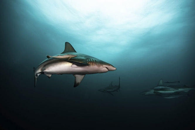 PHOTOWALL / Great White Shark (e315323)