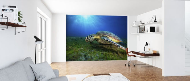 PHOTOWALL / Green Turtle (e315344)