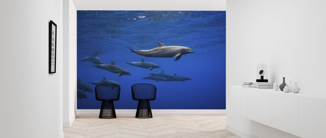 PHOTOWALL / Dolphins (e315345)