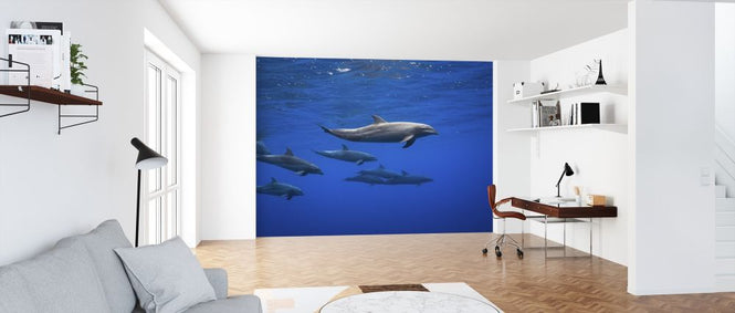 PHOTOWALL / Dolphins (e315345)