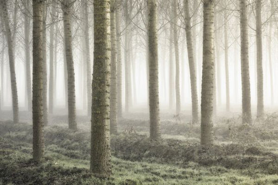 PHOTOWALL / Small Woodland (e315382)