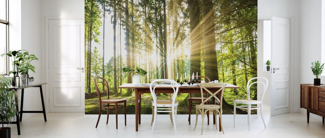 PHOTOWALL / Forest with Sun (e315802)