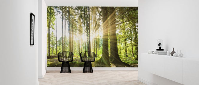 PHOTOWALL / Forest with Sun (e315802)