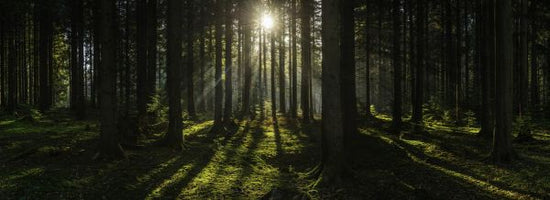 PHOTOWALL / Pine Forest Wilderness (e315814)
