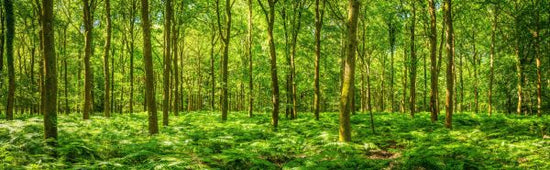PHOTOWALL / Warming Green Forest (e315816)