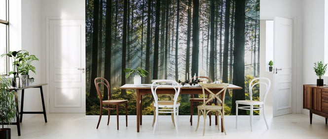 PHOTOWALL / Misty Pine Forest (e315820)
