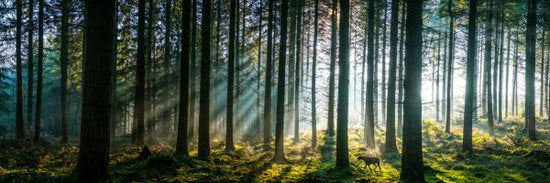 PHOTOWALL / Misty Pine Forest (e315820)