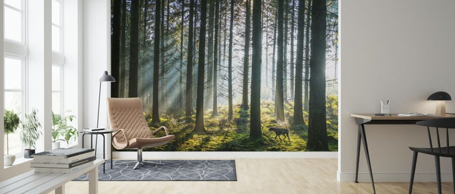 PHOTOWALL / Misty Pine Forest (e315820)