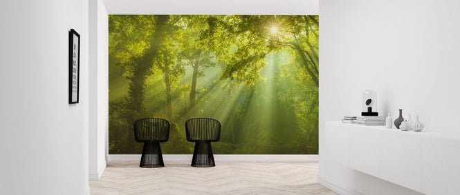 PHOTOWALL / Green Forest Sunlight (e315852)