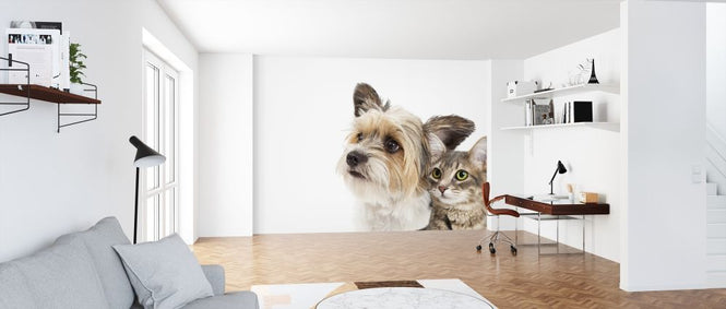 PHOTOWALL / Cat and Dog (e316048)