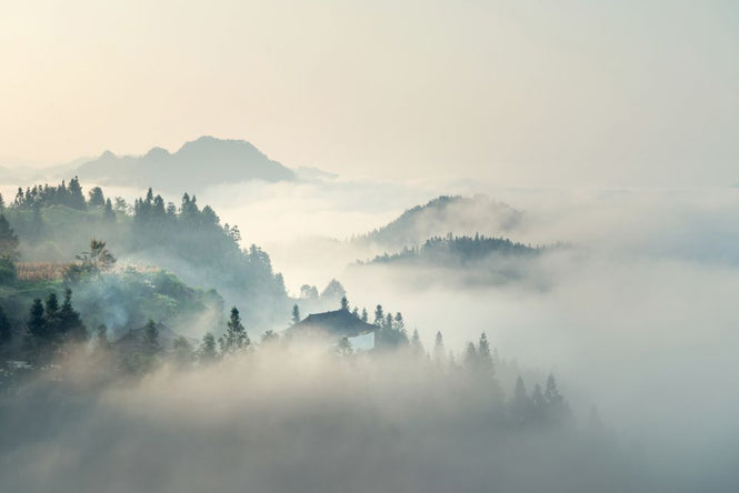PHOTOWALL / Morning Mist (e316051)