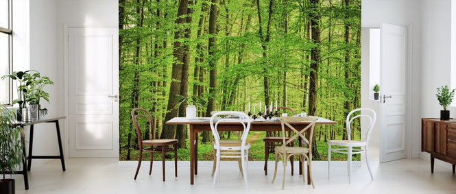 PHOTOWALL / Green Forest in Spring (e316054)