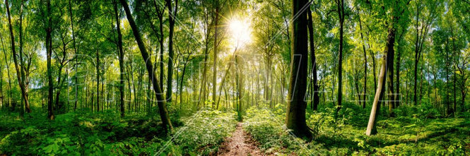 PHOTOWALL / Forest (e316064)