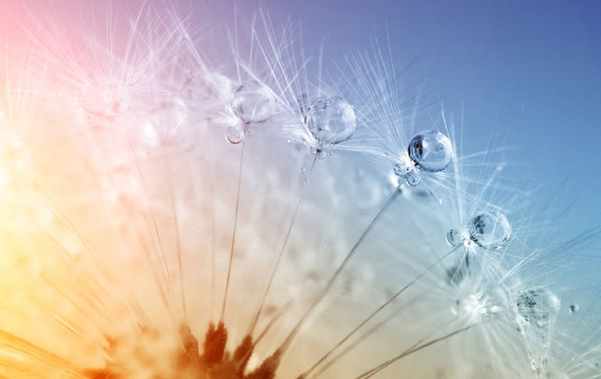 PHOTOWALL / Drops on Dandelion Seed (e316074)