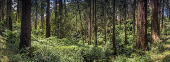 PHOTOWALL / Mountain Ash Forest (e316097)