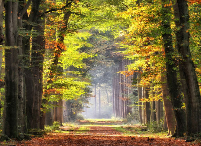 PHOTOWALL / Avenue of Beech Trees (e316118)