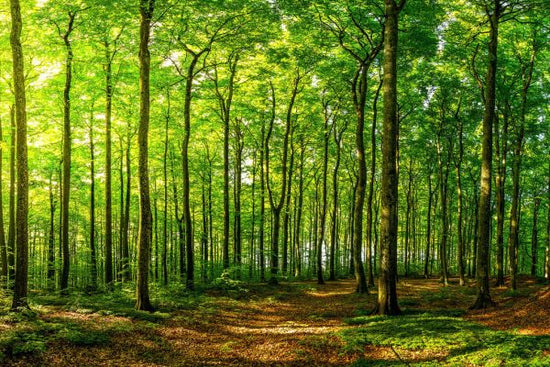 PHOTOWALL / Green Beech Forest (e316123)