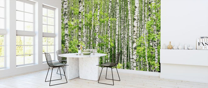 PHOTOWALL / Birch Trees (e316135)