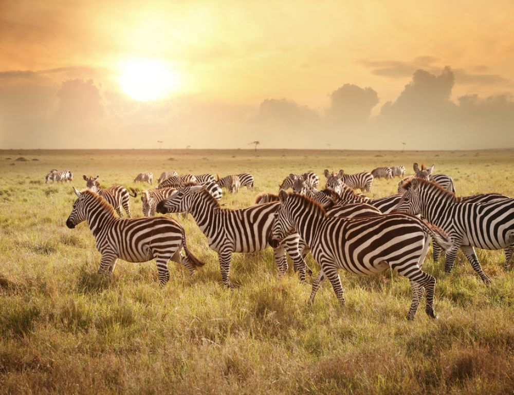 Zoom