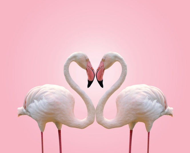 PHOTOWALL / Couple Flamingo (e316492)