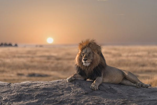PHOTOWALL / Lion Sitting on the Rock (e316500)