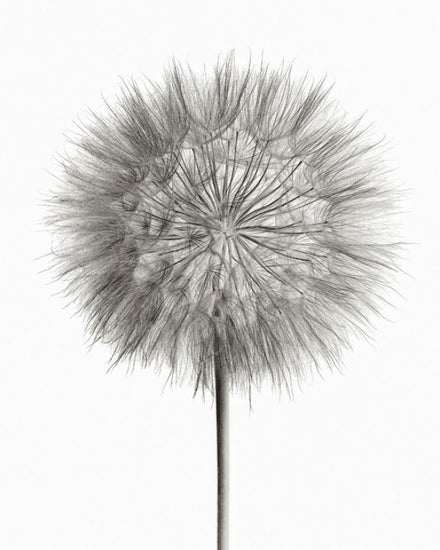 PHOTOWALL / Dandelion Fluff on White (e316196)