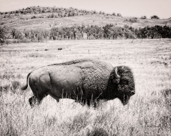 PHOTOWALL / Buffalo (e316432)