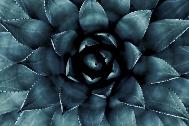 PHOTOWALL / Cactus No 9 (e316848)