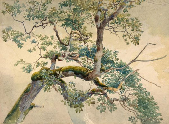 PHOTOWALL / Tree Branch Art - Charles Reginald Aston (e316984)