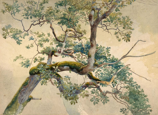 PHOTOWALL / Tree Branch Art - Charles Reginald Aston (e316984)