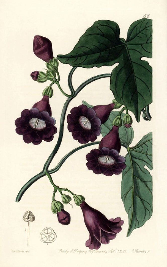 PHOTOWALL / Royal Purple Gaybine (e317040)