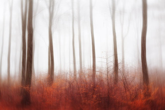 PHOTOWALL / Endless Woods (e317786)