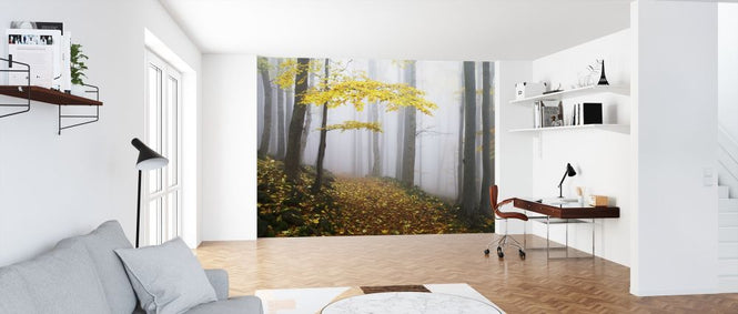 PHOTOWALL / Autumn Forest (e317575)