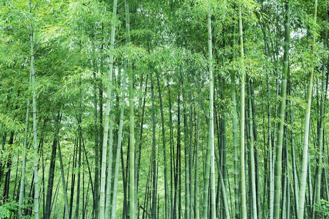 PHOTOWALL / Shinachiku (e318898)