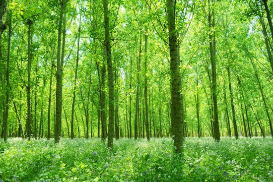 PHOTOWALL / Into the Green (e318899)