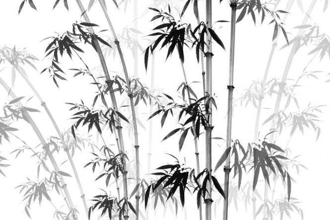 PHOTOWALL / Bamboo Noix (e318852)
