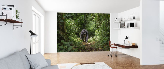 PHOTOWALL / Male Mountain Gorilla (e317874)