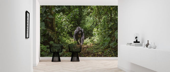 PHOTOWALL / Male Mountain Gorilla (e317874)