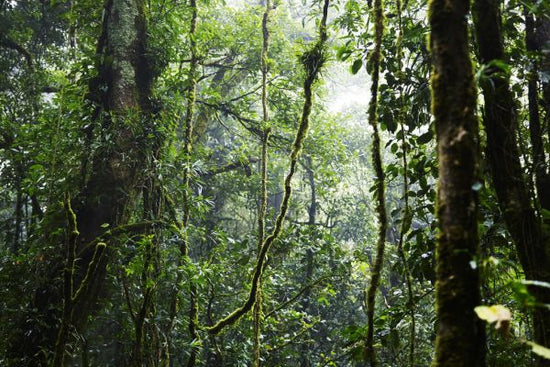 PHOTOWALL / Tropical Forest (e317875)