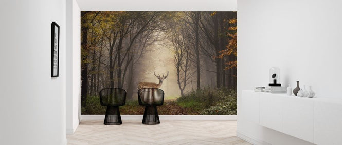 PHOTOWALL / Fallow Deer in a Forest (e317938)