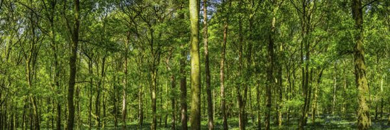 PHOTOWALL / Green Forest (e317945)