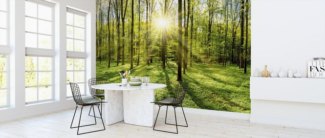 PHOTOWALL / Forest in Bright Sunshine (e317954)
