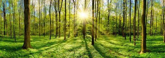 PHOTOWALL / Forest in Bright Sunshine (e317954)