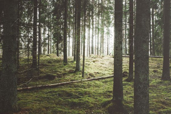 PHOTOWALL / Beautiful Woods Forest (e318024)