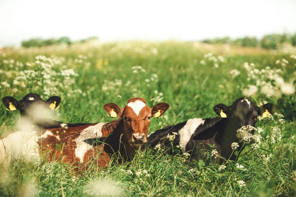 Zoom